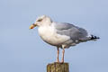 European Herring Gull Larus argentatus argenteus 