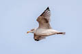 European Herring Gull Larus argentatus argenteus 