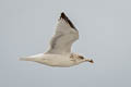 European Herring Gull Larus argentatus argenteus 