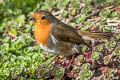 European Robin Erithacus rubecula melophilus