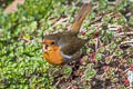 European Robin Erithacus rubecula melophilus