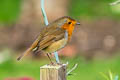 European Robin Erithacus rubecula melophilus