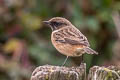 European Stonechat Saxicola rubicola hibernans