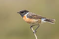 European Stonechat Saxicola rubicola hibernans