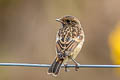 European Stonechat Saxicola rubicola hibernans