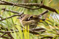 Goldcrest Regulus regulus regulus