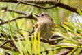 Goldcrest Regulus regulus regulus