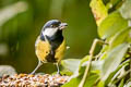 Great Tit Parus major newtoni