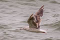 Great Black-backed Gull Larus marinus