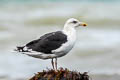 Great Black-backed Gull Larus marinus