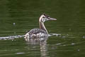 Great Crested Grebe Podiceps cristatus cristatus