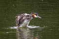 Great Crested Grebe Podiceps cristatus cristatus