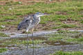 Grey Heron Ardea cinerea cinerea