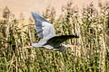 Grey Heron Ardea cinerea cinerea