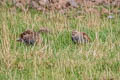 Grey Partridge Perdix perdix perdix