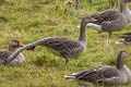 Greylag Goose Anser anser anser