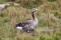 Greylag Goose Anser anser anser