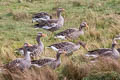 Greylag Goose Anser anser anser