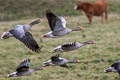 Greylag Goose Anser anser anser