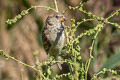 House Sparrow domesticus domesticus