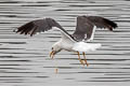 Western Lesser Black-backed Gull Larus fuscus graellsii