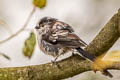 Long-tailed Tit Aegithalos caudatus rosaceus