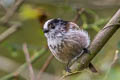 Long-tailed Tit Aegithalos caudatus rosaceus