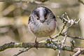 Long-tailed Tit Aegithalos caudatus rosaceus