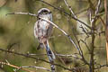 Long-tailed Tit Aegithalos caudatus rosaceus