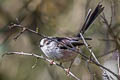 Long-tailed Tit Aegithalos caudatus rosaceus