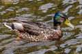 Mallard Anas platyrhynchos platyrhynchos