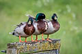 Mallard Anas platyrhynchos platyrhynchos