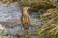 Meadow Pipit Anthus pratensis