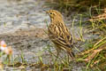 Meadow Pipit Anthus pratensis