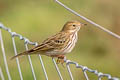 Meadow Pipit Anthus pratensis