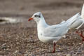 Mediterranean Gull Ichthyaetus melanocephalus