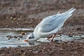 Mediterranean Gull Ichthyaetus melanocephalus