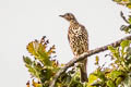 Mistle Thrush Turdus viscivorus viscivorus