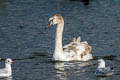 Mute Swan Cygnus olor