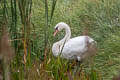 Mute Swan Cygnus olor