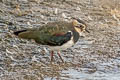 Northern Lapwing Vanellus vanellus