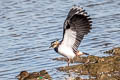 Northern Lapwing Vanellus vanellus