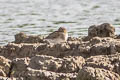 Pectoral Sandpiper Calidris melanotos