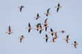 Pink-footed Goose Anser brachyrhynchus