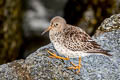 Purple Sandpier Calidris maritima