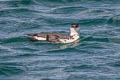 Razorbill Alca torda islandica