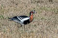 Red-breasted Goose Branta ruficollis