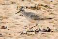 Red Knot Calidris canutus islandica