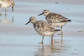 Red Knot Calidris canutus islandica