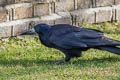 Rook Corvus frugilegus frugilegus